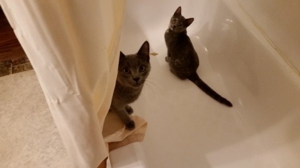 Rainey in bath tub.jpg