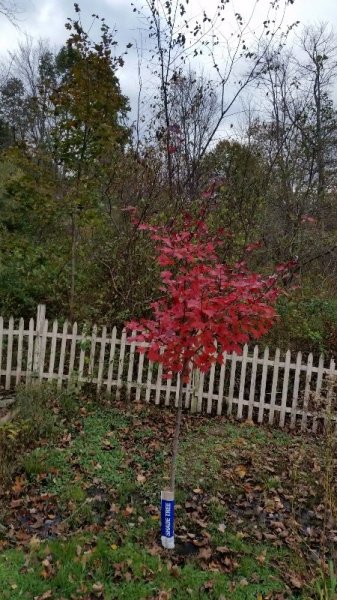 October Glory 10-21-18.jpg