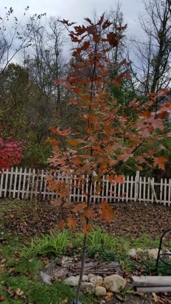 Autumn Blaze maple 10-21-18.jpg