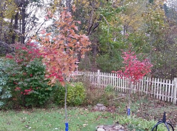 maple tree comparison 10-21-18.jpg