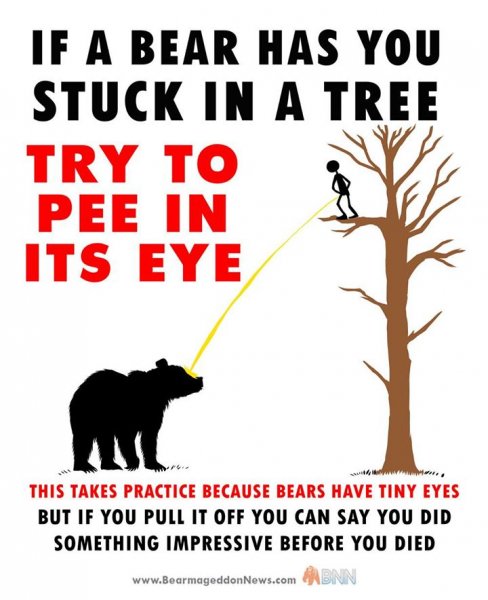 Treed by a bear.jpg