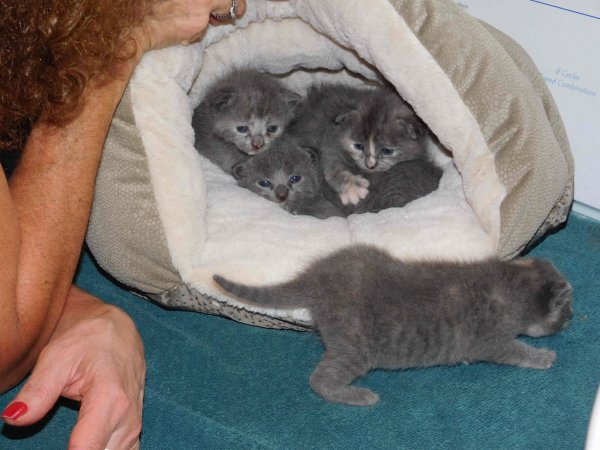 kittens socializing-couple of weeks.JPG