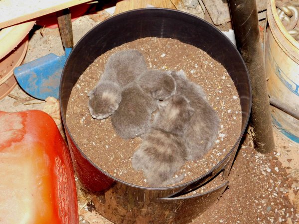 kittens in flower pot-very young.JPG