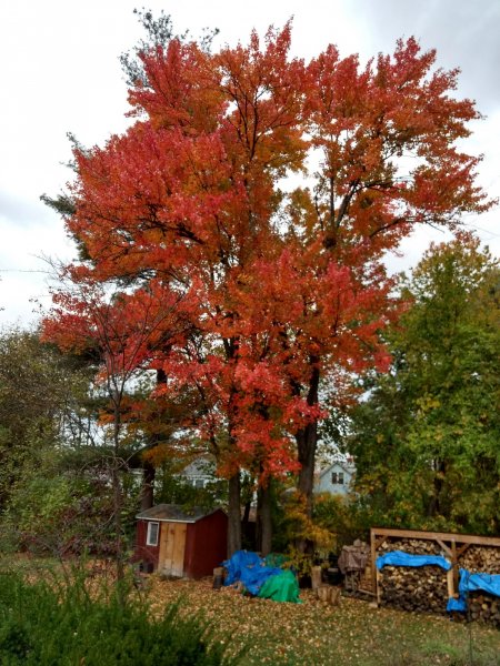 IMG_20171024_125545048_HDR.jpg