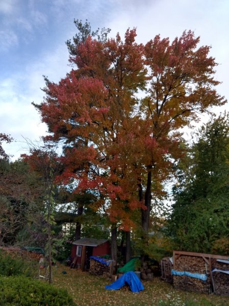 IMG_20181025_084533598_HDR.jpg