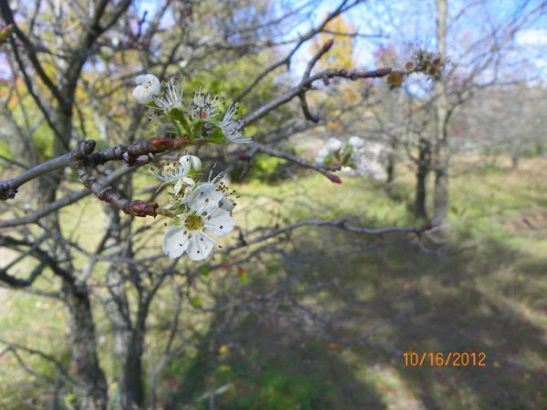 Apple blossoms in Oct-3.JPG