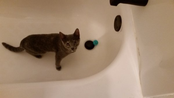 Spot playing with ball in tub 1.jpg