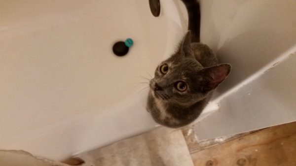 Spot playing with ball in tub 2.jpg