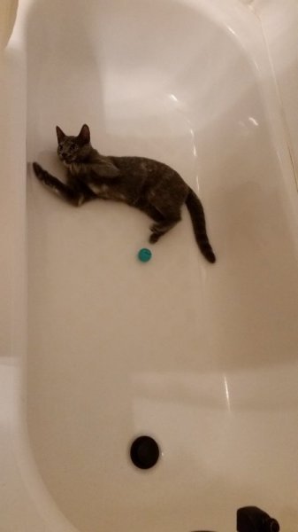 Spot playing with ball in tub 3.jpg