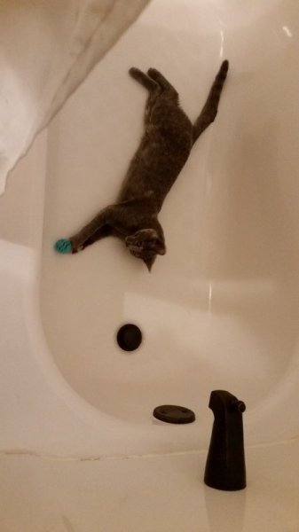 Spot playing with ball in tub 5.jpg