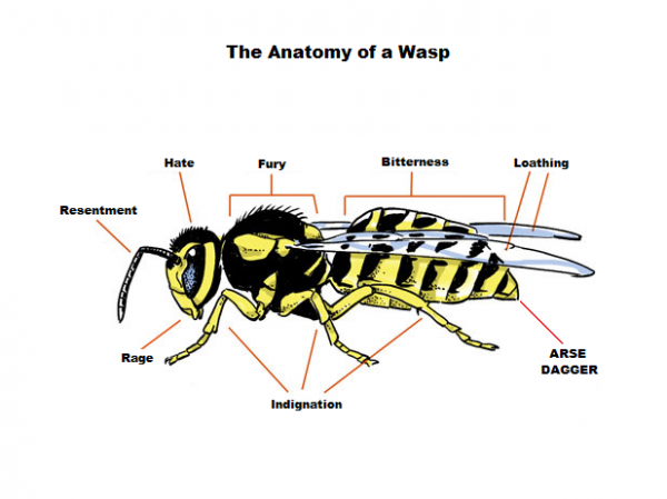 Wasp anatomy.png