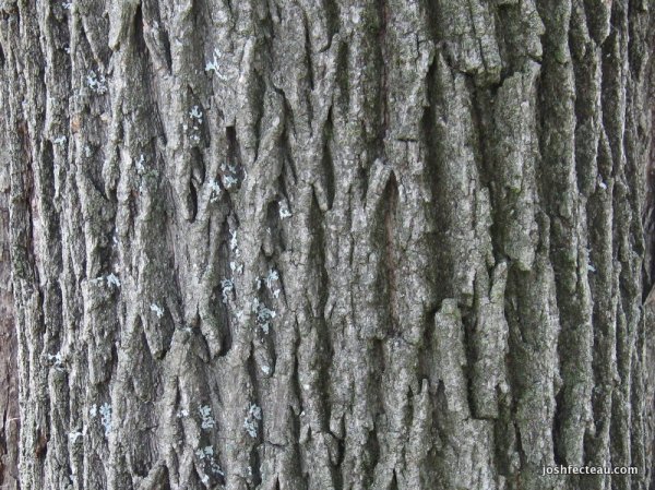 norwaymaplebark.jpg