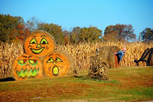 Halloween bales.jpg