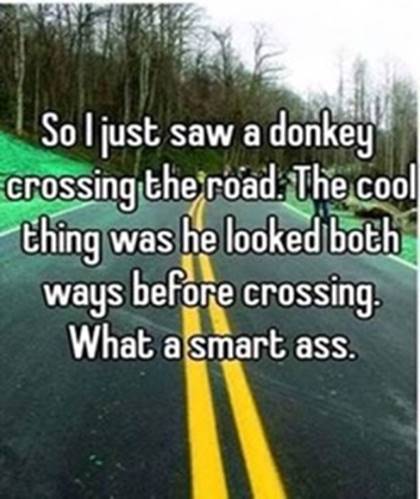 07 Donkey looks both ways.jpg