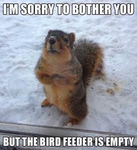 24 Squirrel - birdfeeder was empty.jpg