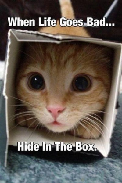 08 Kitty in the box.jpg