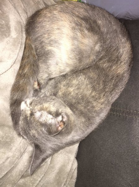 3 Nov 2018 Gizmo on couch w- Andrea.JPG