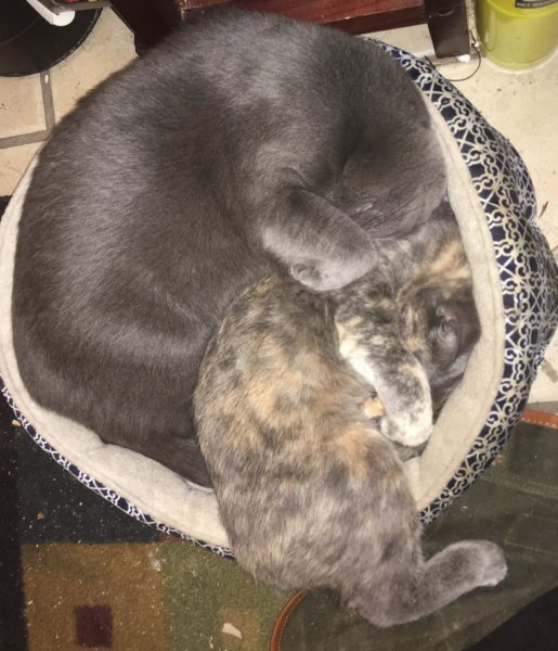 3 Nov 2018 Slash crowding in w- Phoebe.JPG