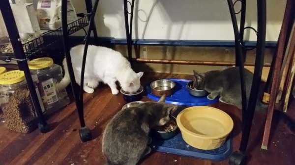 All 3 cats eating together.jpg