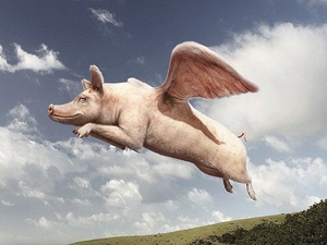 flying-pig.jpg