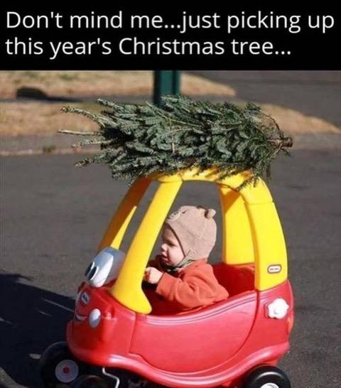 21 Just picking up Christmas tree.jpg