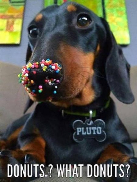 23 Doggie was in the donuts.jpg