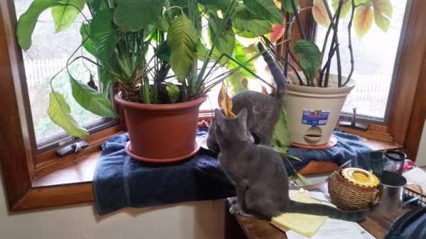 Rainey and Spot on kitchen table.jpg