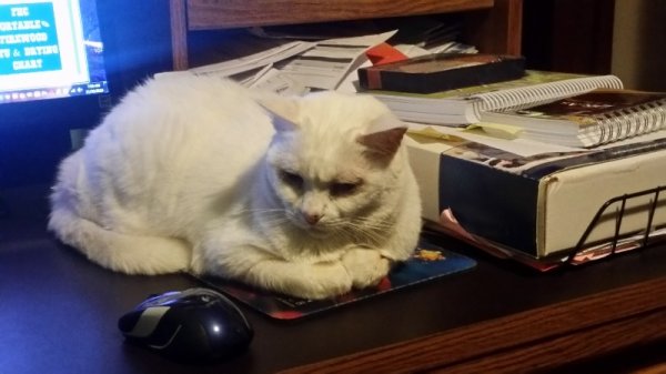 Rita on mousepad 2.jpg