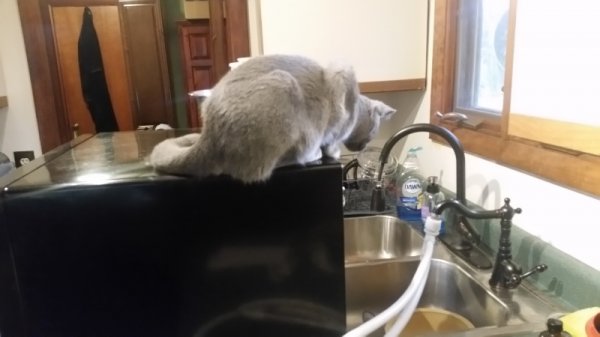 Rainey guarding dishwasher.jpg