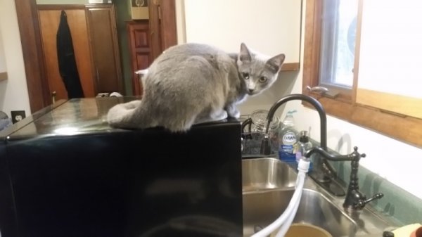 Rainey guarding dishwasher 2.jpg