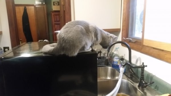 Rainey guarding dishwasher 3.jpg