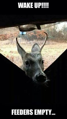 c2ddd98d0b2bf9a3580688b879347241--deer-hunting-humor-deer-hunting-blinds.jpg