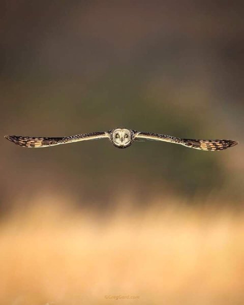 PerfectBird.jpg