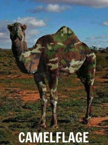 Camelflage.jpg