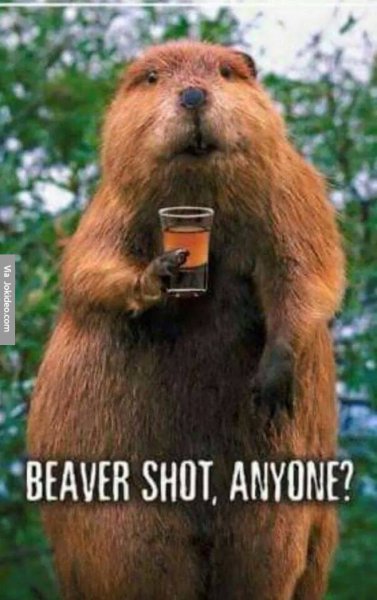 Beaver-shot.jpg