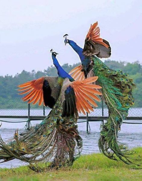 Peacocks.jpg