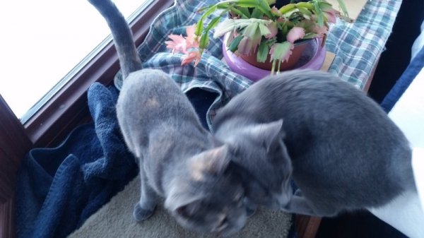 kittens with Christmas Cactus 1.jpg
