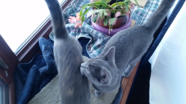 kittens with Christmas Cactus 2.jpg