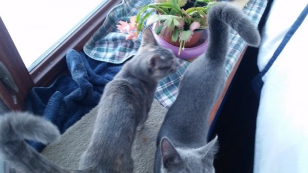 kittens with Christmas Cactus 3.jpg