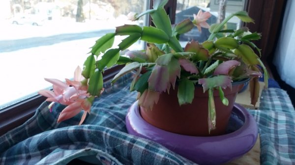 Christmas Cactus 11-22-18.jpg