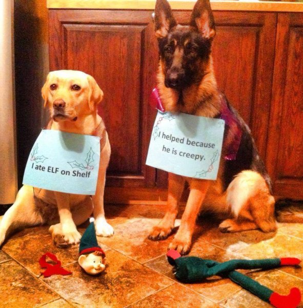 ElfOnShelf.jpg