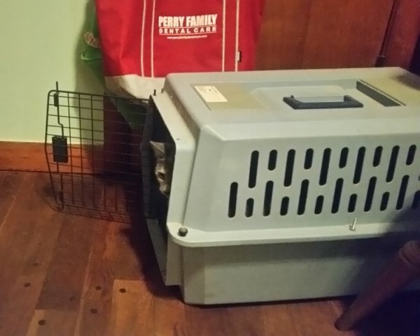 Spot inside cat carrier-night before.jpg