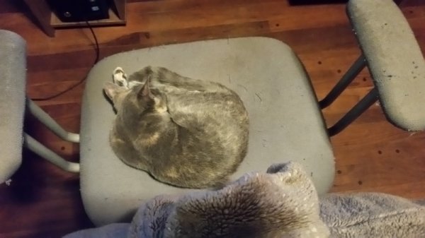 Spot on chair after spay.jpg