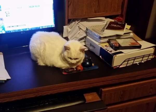 Rita on mousepad after kittens spay.jpg