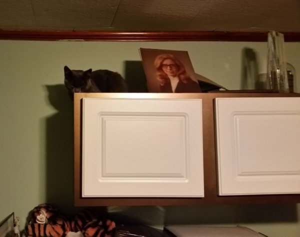 Rainey on office wall cabinet after spay.jpg