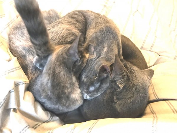 1 Dec 2018 All three kittens in a heap 1.jpg