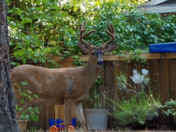 backyardblacktail.jpg