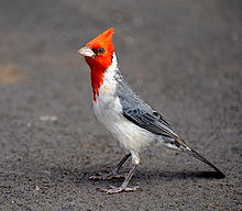 220px-Paroaria_coronata_-Koke'e_State_Park,_Hawaii,_USA-8.jpg