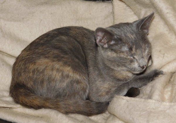 3 Dec 2018 Gizmo.JPG