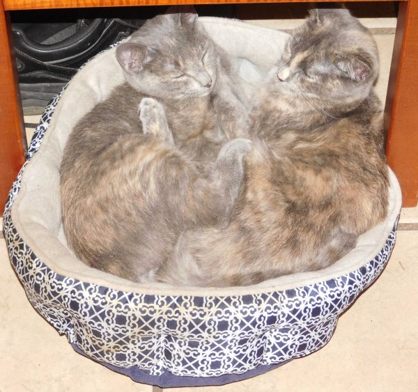 3 Dec 2018 Kittens bedding down 1.JPG